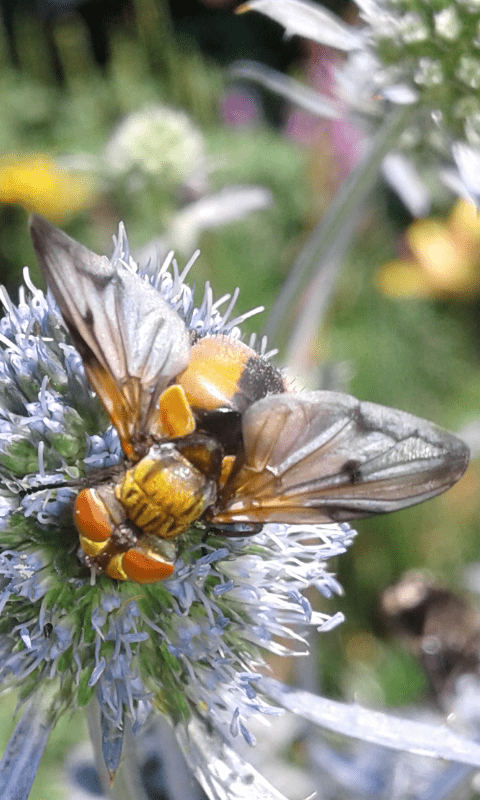 Ectophasia sp. 2 (Tachinidae)?